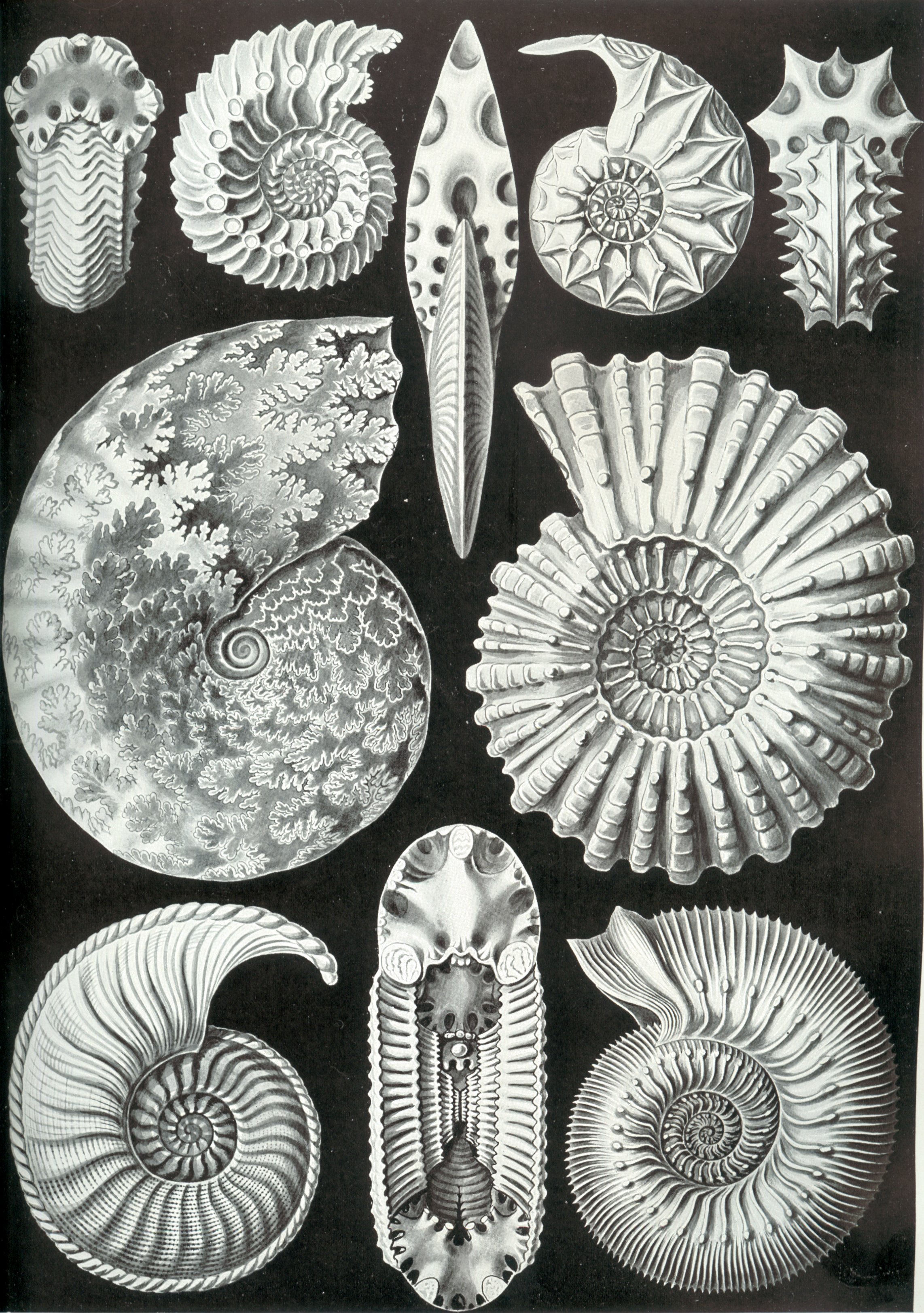 Plate from Ernst Haeckel's Kunstformen der Natur (1904) showing ammonites — fossil cephalopods whose shells grow as logarithmic spirals with constant chamber-to-chamber ratios