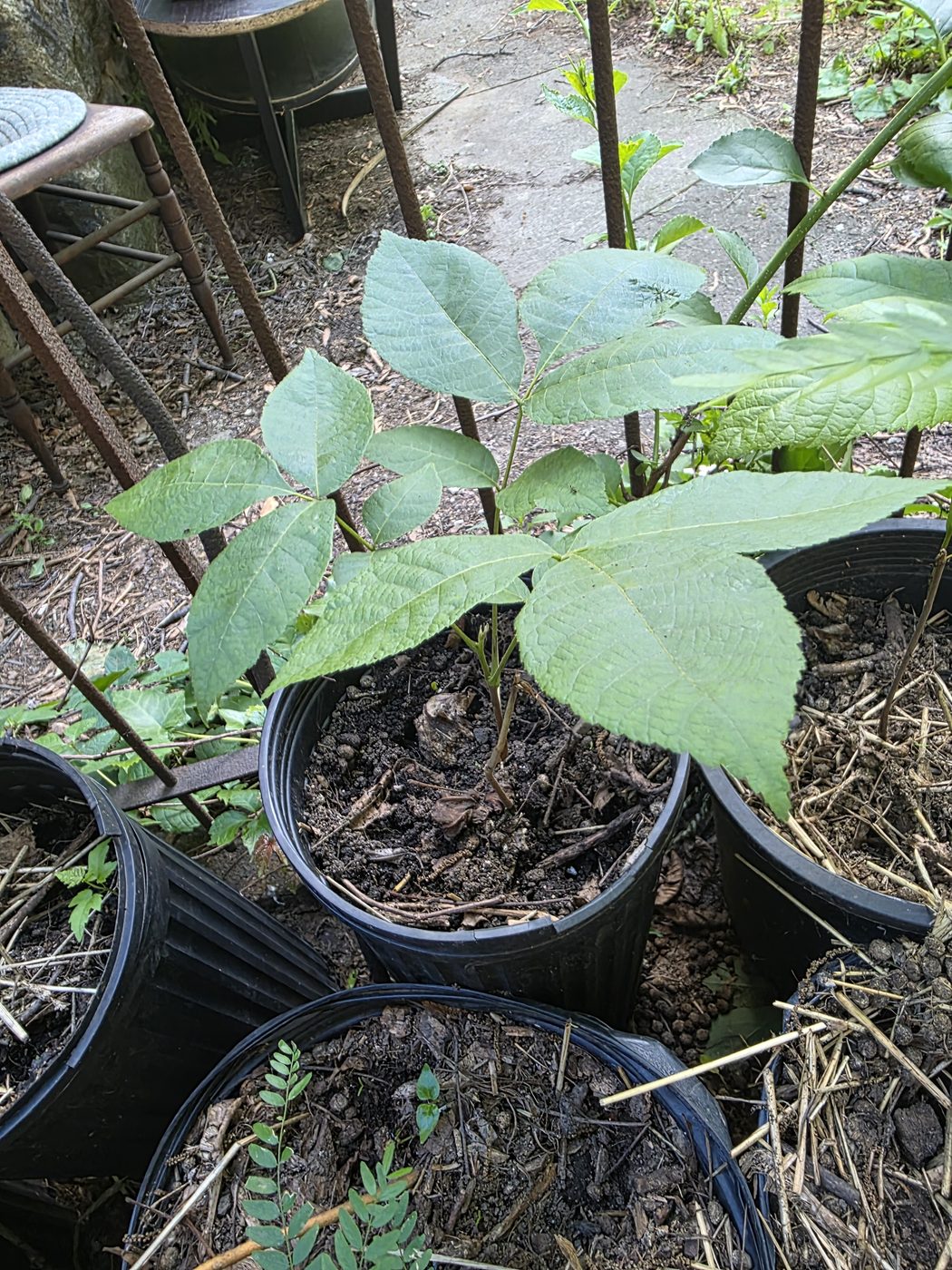 Shellbark hickory seedling