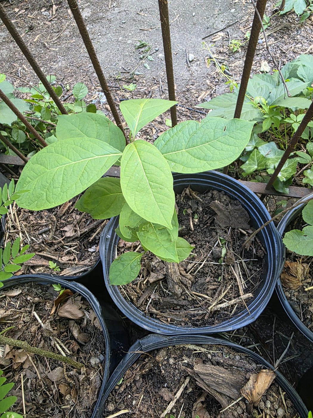 American persimmon seedling