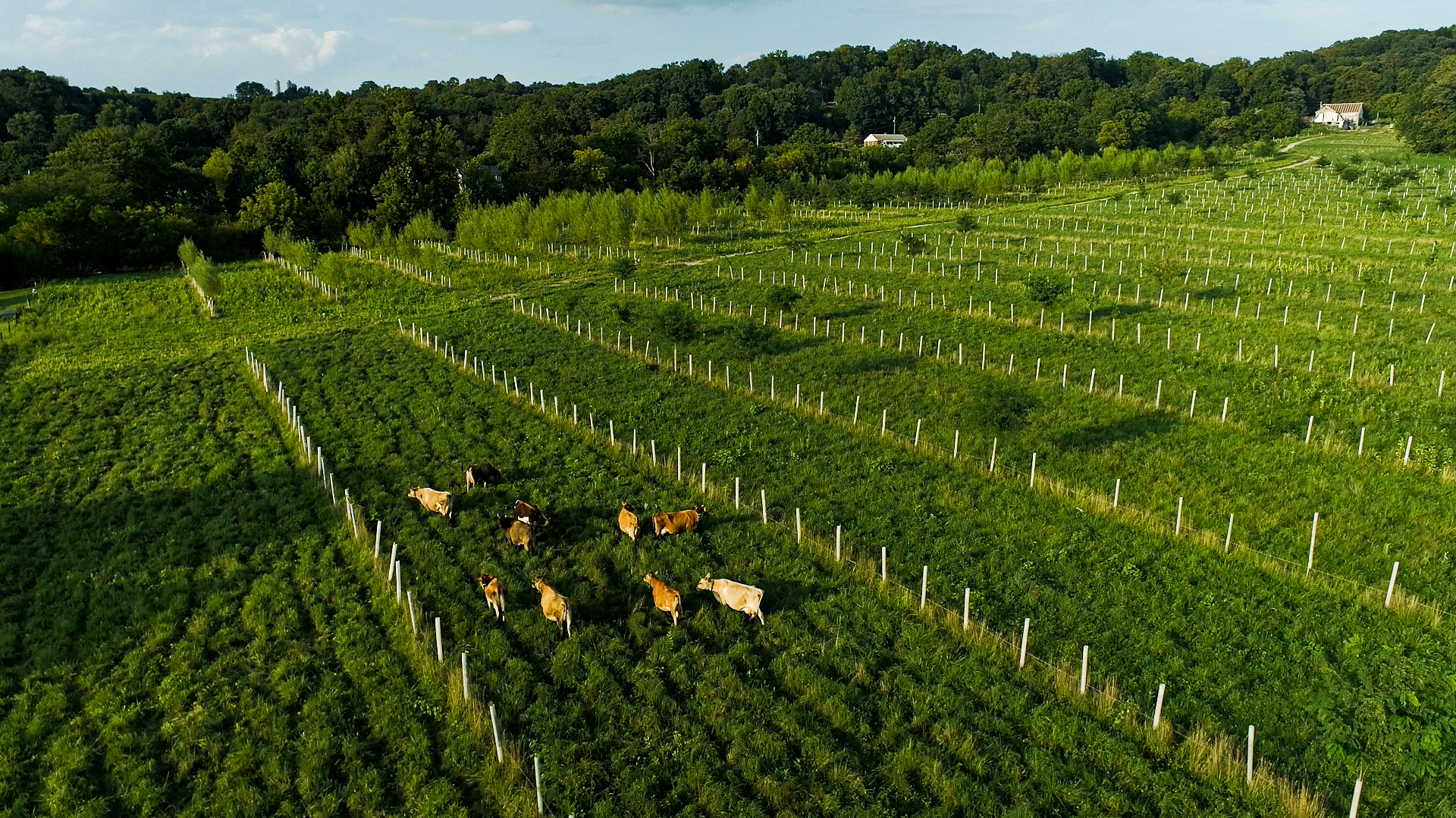 Cattle grazing in a silvopasture in Pennsylvania — cows scattered under widely-spaced hardwood trees on managed pasture
